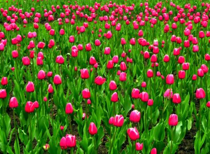 Photo of a garden of many bright pink tulips. The tulips and their stems and leaves are completely filling the frame.