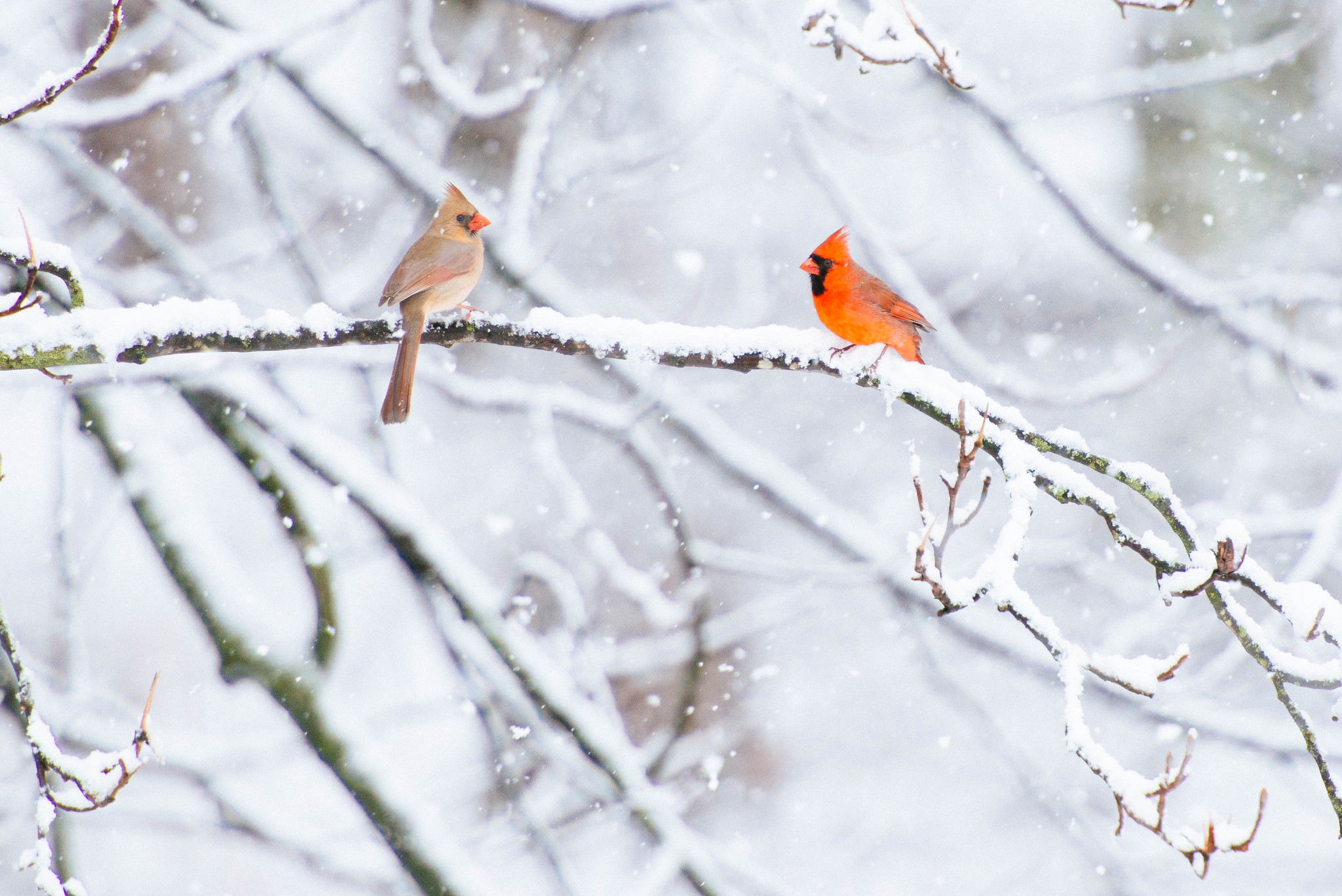One female cardinal and one male cardinal sit on a thin snow-covered branch in focus in the foreground. There are snowy branches around them and behind them, slightly out of focus.
